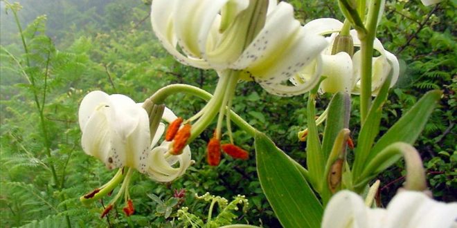 نادرترین گل جهان در گیلان ۴۰سانتیمتری شد