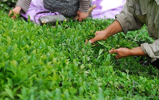 دومین بهای برگ سبز چای به چایکاران پرداخت شد