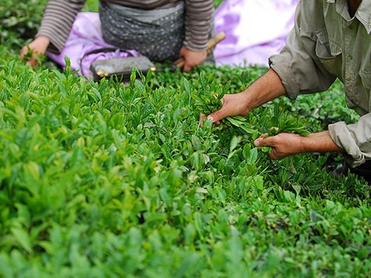 دومین بهای برگ سبز چای به چایکاران پرداخت شد