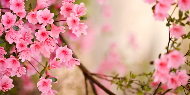 فیلم/ شکوفه‌های بهاری ۹۷ جوانه زدند