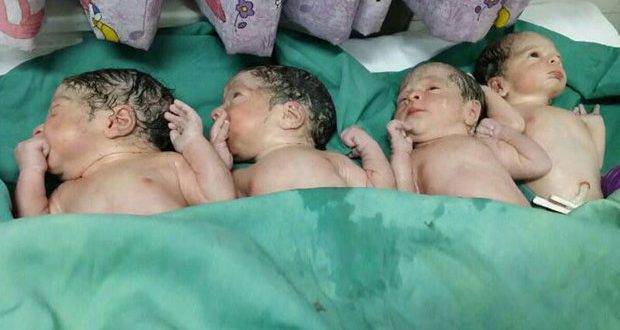 تولد ۴ قلوهای لنگرودی در رشت
