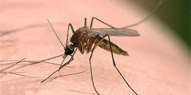 بیماری‌های منتقله از پشه به انسان در گیلان وجود ندارد