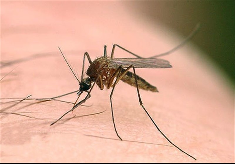 بیماری‌های منتقله از پشه به انسان در گیلان وجود ندارد