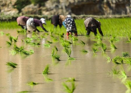 کشت مکانیزه عامل پیشگیری از ویروس کرونا/ ۱۶۷ هزار هکتار از اراضی شالیکاری گیلان شخم زده شد