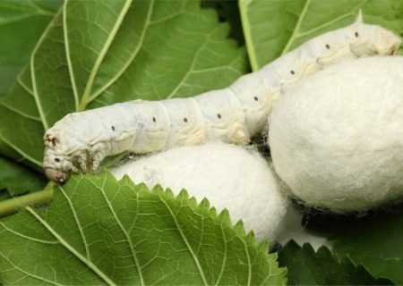 تولید ۳۳ درصد کرم ابریشم کشور در گیلان