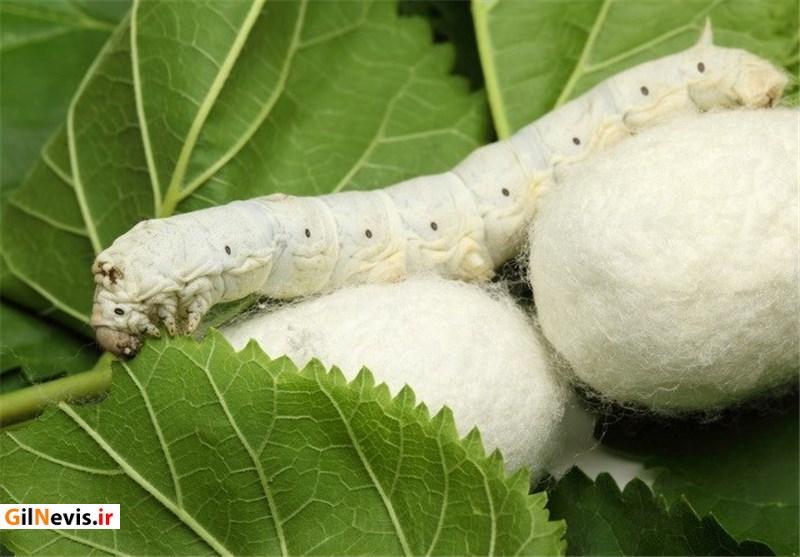 تولید ۳۳ درصد کرم ابریشم کشور در گیلان