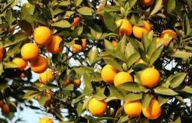 تولید مرکبات در گیلان افزایش مییابد