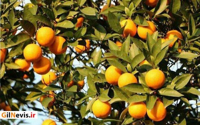 تولید مرکبات در گیلان افزایش مییابد