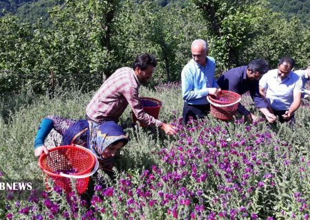 آغاز برداشت گل گاو زبان در ۷ شهرستان گیلان