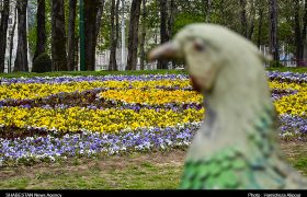 گزارش تصویری/ شکوفه‌های بهاری در رشت