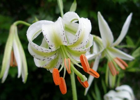 رویشگاه جدید سوسن چلچراغ در گیلان شناسایی شد