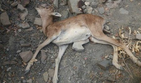 طاعون نشخوار کنندگان کوچک در گیلان نداریم