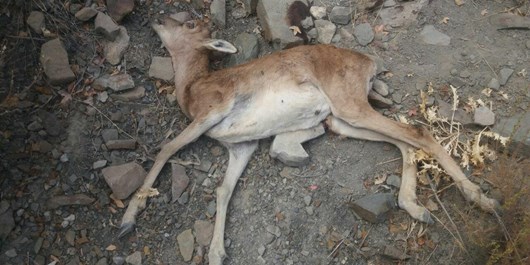 طاعون نشخوار کنندگان کوچک در گیلان نداریم