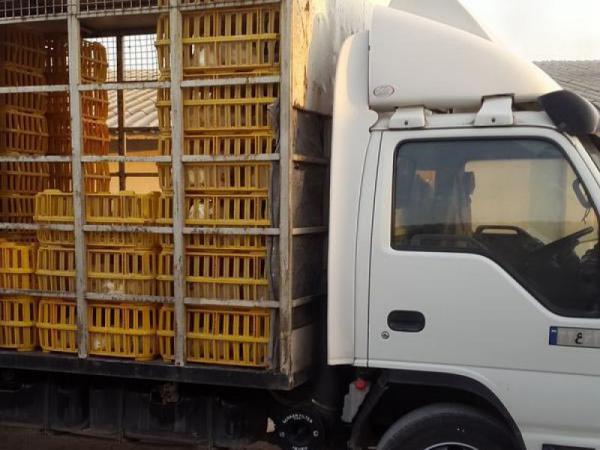 کشف بیش از ۷۴ تن مرغ زنده بدون مجوز در گیلان