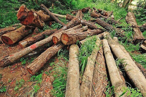 ۱۱۰ اصله چوب آلات جنگلی قاچاق در آشتانه اشرفیه کشف و ضبط شد