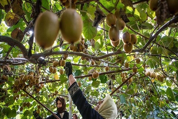 پیش بینی برداشت ۲۰۰ هزار تن کیوی در گیلان