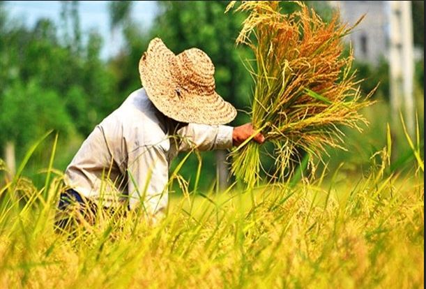 از شایعه تا واقعیت سرقت از شالیزارهای گیلان/ ضعف سواد رسانه‌ای تا سوء تدبیر برای سامان‌بخشی فضای مجازی