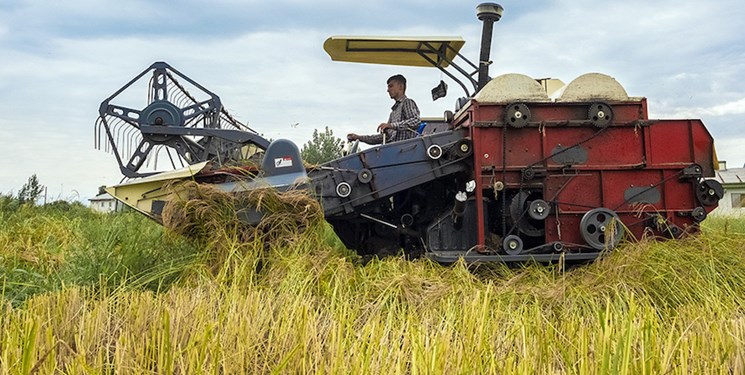 تعاون روستایی آماده خرید برنج مازاد گیلانیها است