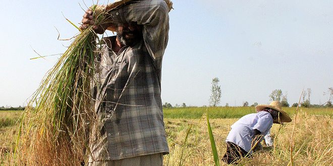 گزارش تصویری/ برداشت خوشه‌‌های طلایی برنج در گیلان