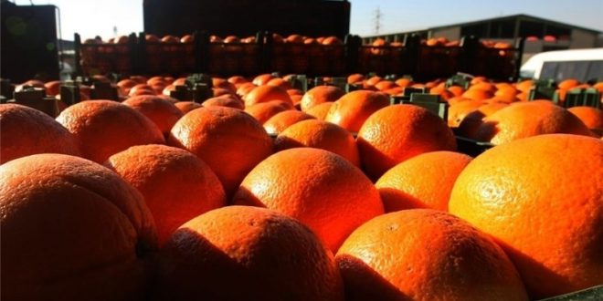 توزیع میوه شب عید در گیلان آغاز شد