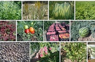 خرید توافقی بیش از ۱۳۸ هزار تن محصولات کشاورزی و دامی گیلان