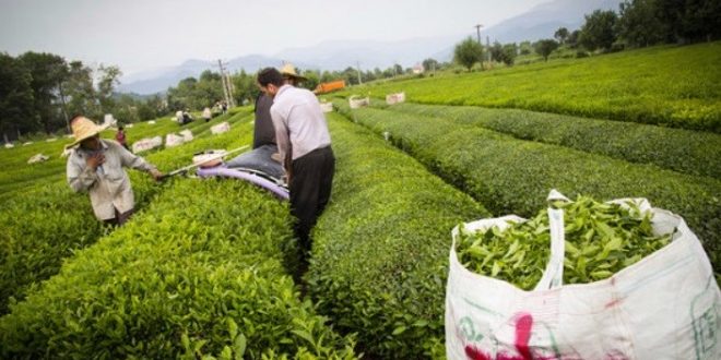 قیمت جدید برگ سبز چای دو هزار و ۶۲۴ تومان تعیین شد