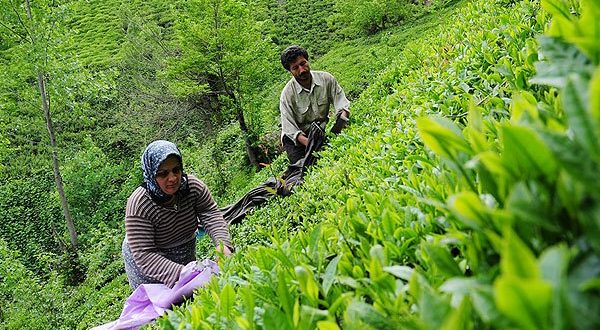 آسیب دیدگی صنعت چای با تغییر لحظه‌ای سیاست‌ها