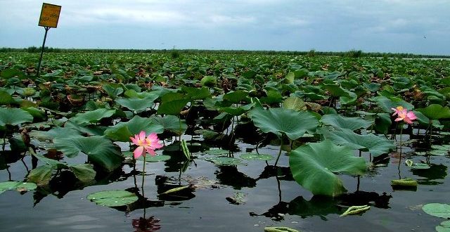 بحران در تالاب انزلی؛ خطراتی که تالاب را تهدید می‌کند