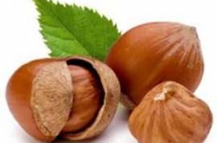 رودسر بزرگ‌ترین تولید کننده فندق در کشور است