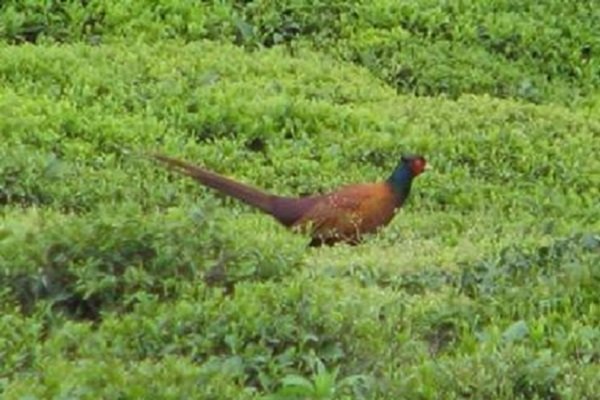 جمعیت قرقاول در زیستگاه های املش ۱۵ درصد افزایش یافت