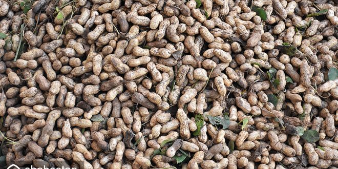 آستانه‌اشرفیه معدن بادام زمینی ایران