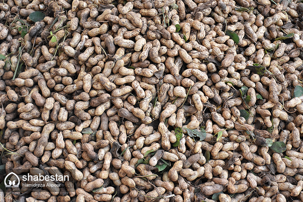 آستانه‌اشرفیه معدن بادام زمینی ایران