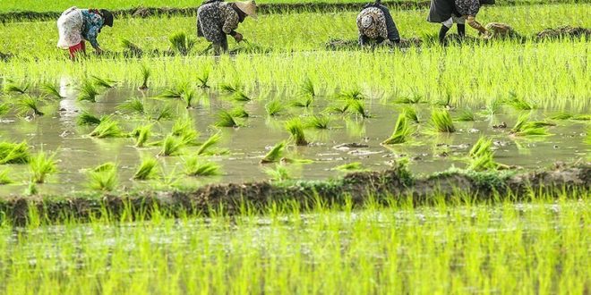 شالیکاران از نشاء زود هنگام برنج پرهیز کنند