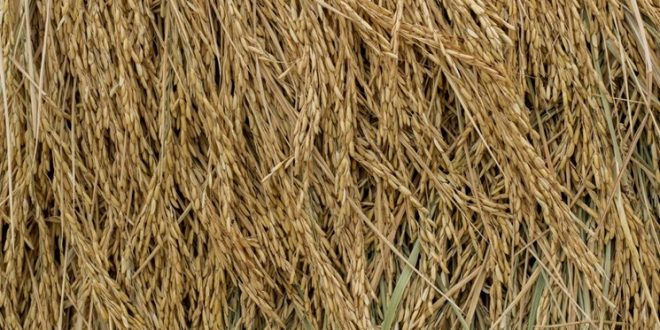 تولید دو میلیون و ۵۰۰ هزار تن برنج در سال جاری