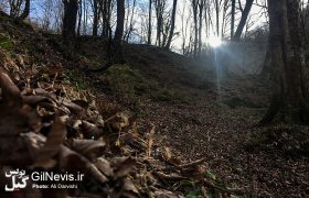 گزارش تصویری/ طبیعت پاییزی استان گیلان