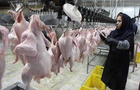 کشتار مرغ‌ در گیلان افزایش یافت