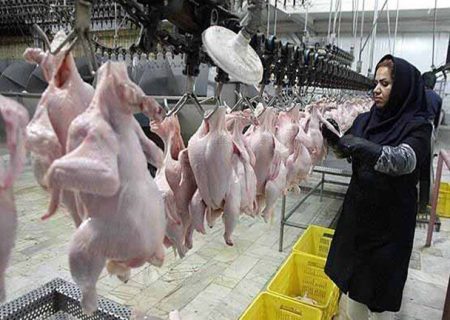 کشتار مرغ‌ در گیلان افزایش یافت