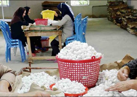 برداشت ۸۰ درصد پیله‌تر ابریشم در گیلان