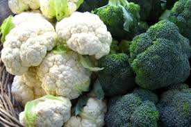 مقدمات تولید انبوه کلم در گیلان