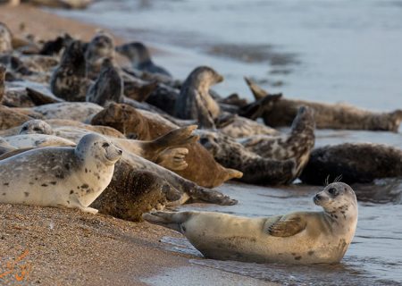 تخریب زیستگاه فک‌های خزری جدی است