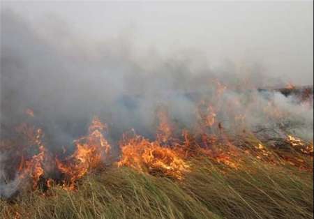 آتش سوزی بیش از ۱۰ هکتار از نیزارهای انزلی