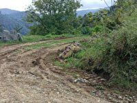 تخریب کننده زمین های جنگلی در رودسر، به مراجع قضایی معرفی شد