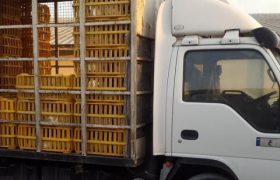 کشف بیش از ۷۴ تن مرغ زنده بدون مجوز در گیلان