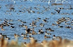 تالابهای گیلان میزبان پرندگان مهاجر شده است