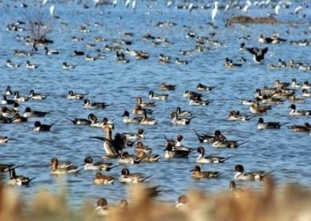 تالاب‌های گیلان میزبان پرندگان مهاجر شده است