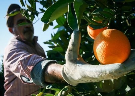 فعالیت بیش از ۲۶ هزار بهره بردار در تولید مرکبات استان گیلان