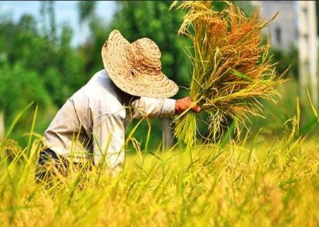 از شایعه تا واقعیت سرقت از شالیزارهای گیلان/ ضعف سواد رسانه‌ای تا سوء تدبیر برای سامان‌بخشی فضای مجازی
