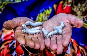 ۵ شهر گیلان میزبان جشن ثبت جهانی نوغان ایران