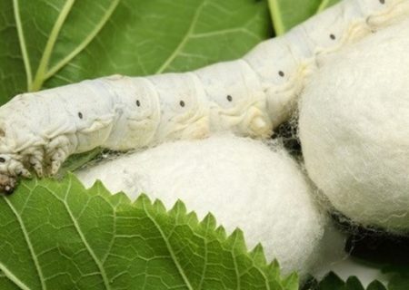 آغاز برداشت پیله ابریشم در گیلان