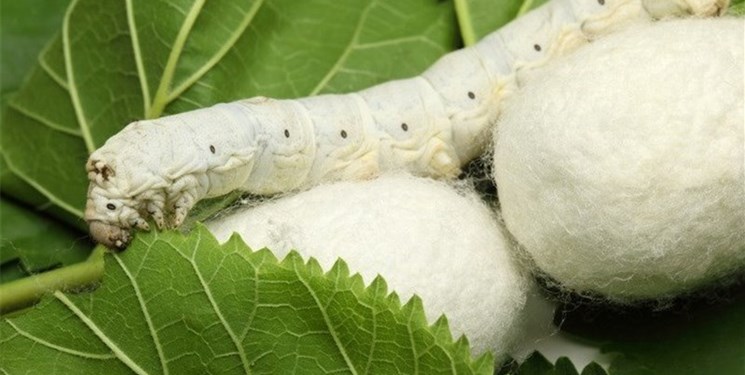 آغاز برداشت پیله ابریشم در گیلان